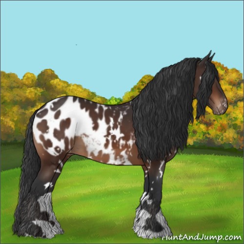 Horse Color:White Spotted Brown Appaloosa