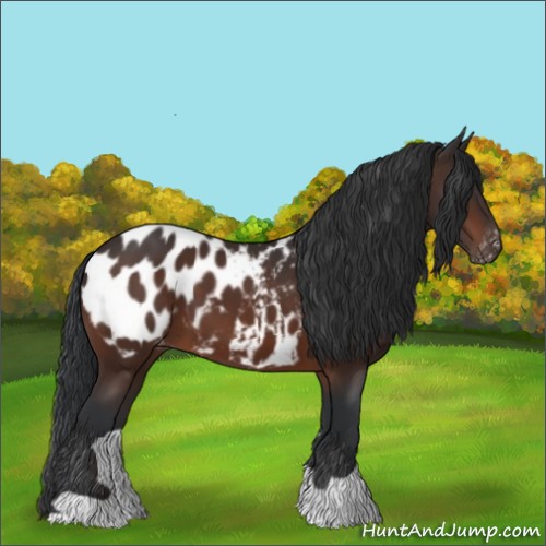 Horse Color:Brown Appaloosa 