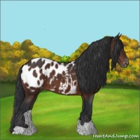 Horse Color:Brown Appaloosa