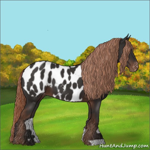Horse Color:Liver Chestnut Appaloosa
