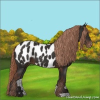 Horse Color:Liver Chestnut Appaloosa 
