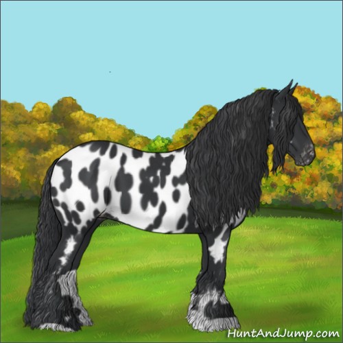 Horse Color:Black Appaloosa