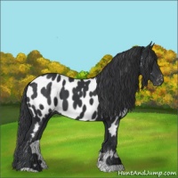 Horse Color:Black Appaloosa 