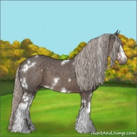 Horse Color:White Spotted Silver Black 