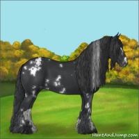 Horse Color:White Spotted Black Appaloosa