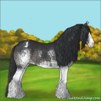 Horse Color:White Spotted Black Appaloosa Rabicano 