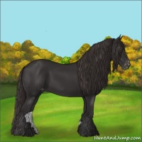 Horse Color:Liver Chestnut Appaloosa 
