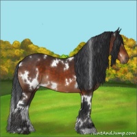 Horse Color:White Spotted Brown 