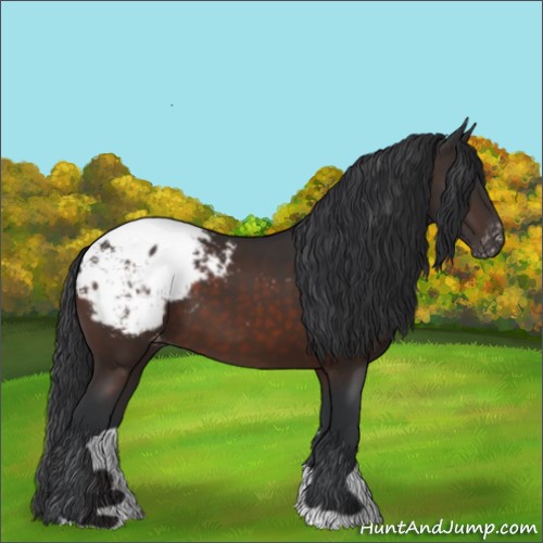 Horse Color:Brown Appaloosa
