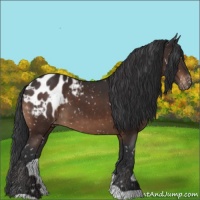 Horse Color:Brown Appaloosa