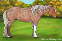 Horse Color:Silver Bay Roan Tobiano