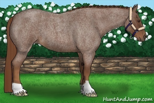 Horse Color:Red Roan 