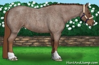 Horse Color:Red Roan 