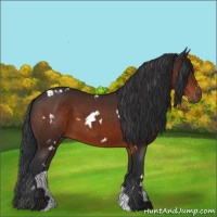 Horse Color:White Spotted Brown Sabino