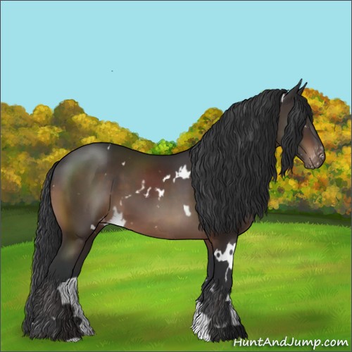 Horse Color:White Spotted Brown Appaloosa 