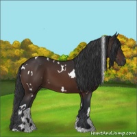 Horse Color:White Spotted Brown