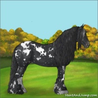 Horse Color:White Spotted Black Appaloosa 