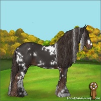 Horse Color:White Spotted Liver Chestnut 