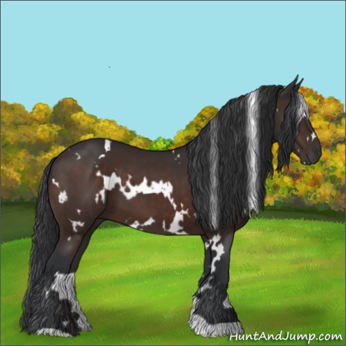 Horse Color:White Spotted Brown 