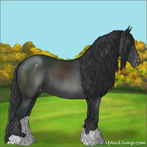 Horse Color:Black Appaloosa 