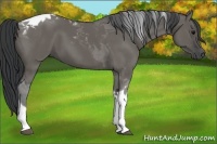 Horse Color:Grullo Tobiano 