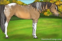 Horse Color:Buckskin Sabino Tobiano 