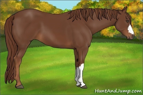Horse Color:Chestnut 
