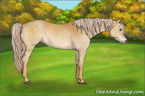 Horse Color:Palomino 