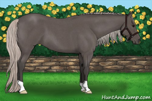 Horse Color:Silver Blue Roan 