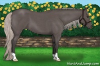 Horse Color:Silver Blue Roan 