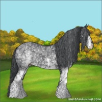 Horse Color:White Spotted Black Chinchilla