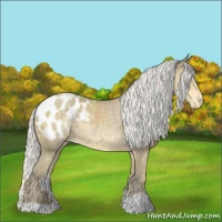 Horse Color:Silver Classic Cream Champagne Chinchilla Appaloosa Rabicano 