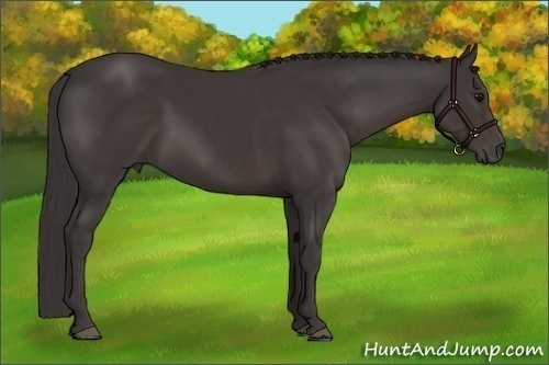 Horse Color:Smoky Black 