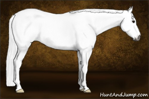 Horse Color:Gray White Spotted Smoky Grullo