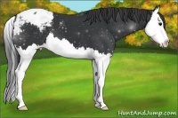 Horse Color:Black Splash Snowcap
