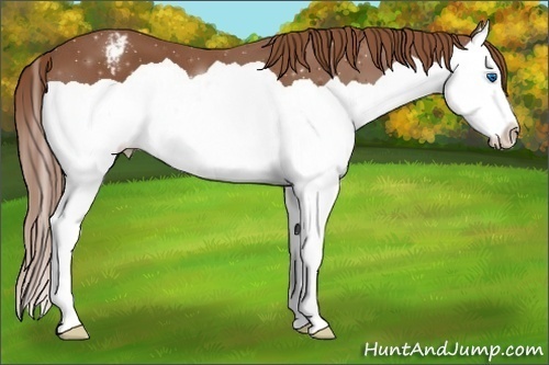 Horse Color:Chestnut Splash Varnish