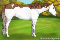 Horse Color:Chestnut Splash Appaloosa 