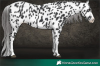Horse Color:Platinum White Spotted Black Splash Tobiano Near Leopard 