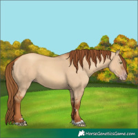 Horse Color:Gray Gold Champagne Dun 