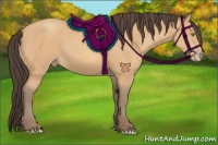 Horse Color:Amber Champagne 