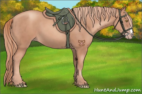 Horse Color:Gold Champagne 