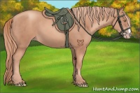Horse Color:Gold Champagne 
