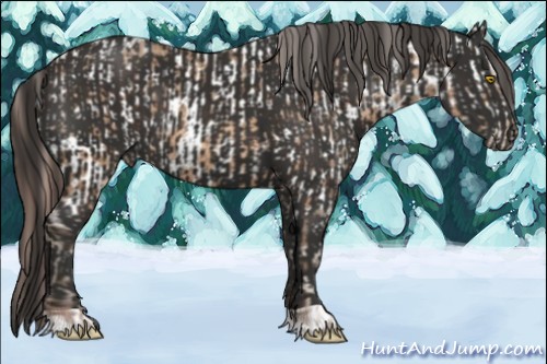 Horse Color:Amber Champagne Appaloosa  and Liver Chestnut 