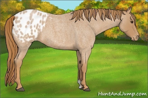 Horse Color:Red Roan Appaloosa 