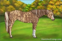 Horse Color:Palomino and Chestnut