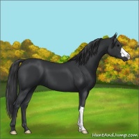 Horse Color:Black 