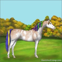 Horse Color:Painted White Spotted Chestnut Splash Appaloosa 