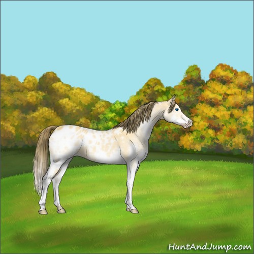 Horse Color:Buckskin Splash Appaloosa 