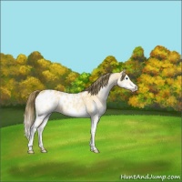Horse Color:Buckskin Splash Appaloosa 