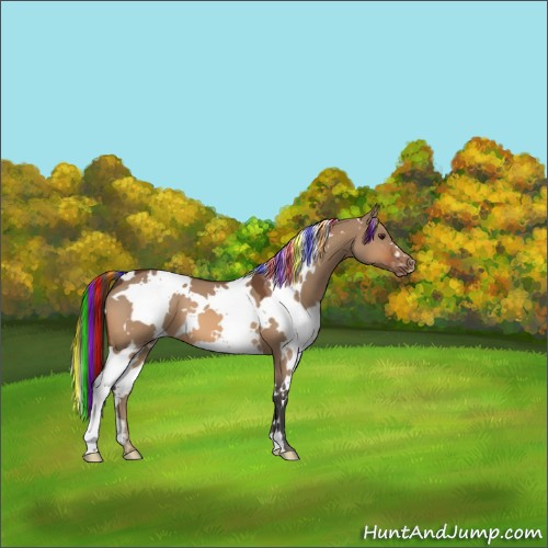 Horse Color:Painted White Spotted Bay Dun Appaloosa 